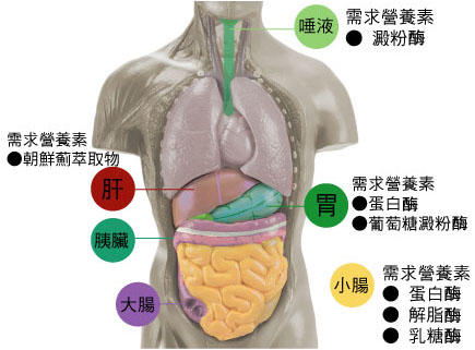 食物不消化原因 消化不良調(diào)理方法 食物不消化原因 消化不良調(diào)理方法