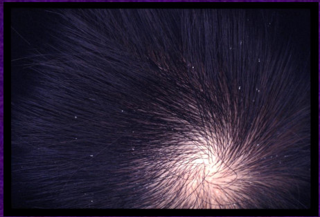 1448607537234010.jpg snap0340.jpg