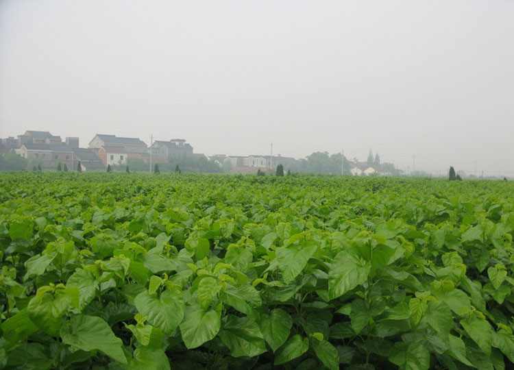 1450766165165489.jpg 13844829264406.jpg