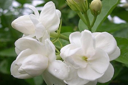 茉莉花 茉莉花