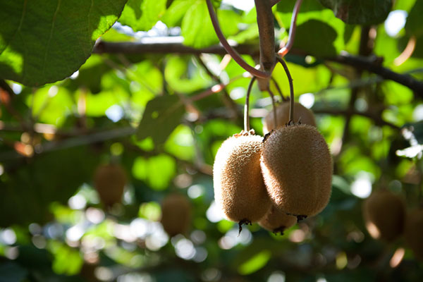 奇異果、芒果、酪梨怎么去皮 奇異果炒飯怎么做