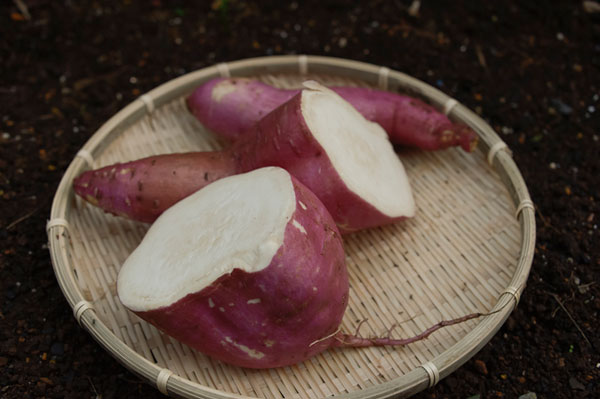 減肥可以吃地瓜嗎 減肥可以吃地瓜嗎