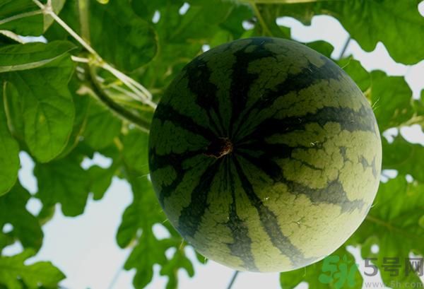 吃西瓜可以豐胸嗎 吃西瓜能不能豐胸 吃西瓜可以豐胸嗎 吃西瓜能不能豐胸