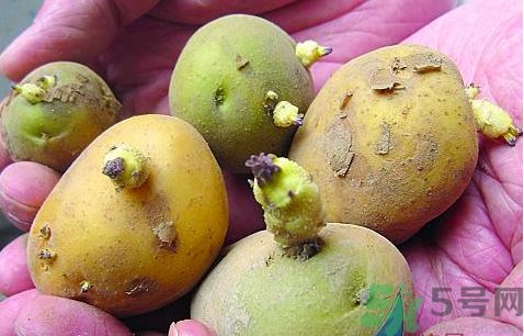 發(fā)芽的土豆能吃嗎?發(fā)芽的土豆出了會(huì)怎么樣 發(fā)芽的土豆能吃嗎?發(fā)芽的土豆出了會(huì)怎么樣