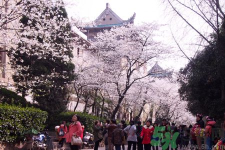 看櫻花人太多了怎么辦?武大櫻花女神教你賞花攻略 看櫻花人太多了怎么辦?武大櫻花女神教你賞花攻略