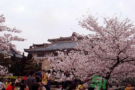 看櫻花人太多了怎么辦?武大櫻花女神教你賞花攻略 看櫻花人太多了怎么辦?武大櫻花女神教你賞花攻略