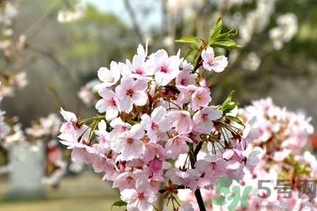 櫻花有什么作用效果?櫻花的功效有哪些? 櫻花有什么作用效果?櫻花的功效有哪些?