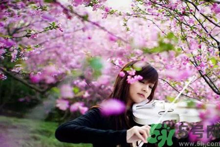 櫻花和桃花有什么區(qū)別?櫻花和桃花能吃嗎? 櫻花和桃花有什么區(qū)別?櫻花和桃花能吃嗎?