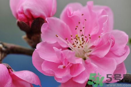 櫻花和桃花有什么區(qū)別?櫻花和桃花能吃嗎? 櫻花和桃花有什么區(qū)別?櫻花和桃花能吃嗎?