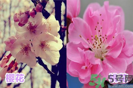 櫻花和桃花有什么區(qū)別?櫻花和桃花能吃嗎? 櫻花和桃花有什么區(qū)別?櫻花和桃花能吃嗎?