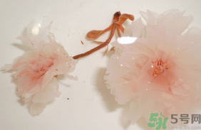 櫻花可以泡茶喝嗎?櫻花能直接泡茶喝嗎?.png 櫻花可以泡茶喝嗎?櫻花能直接泡茶喝嗎?.png