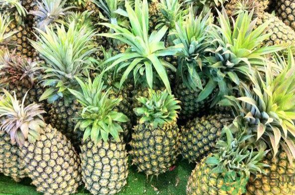 菠蘿和香蕉可以一起吃嗎？菠蘿可以做湯嗎？