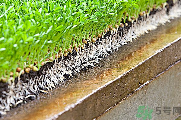 孕婦可以吃豆芽菜嗎？孕婦吃豆芽對胎兒有好處嗎？