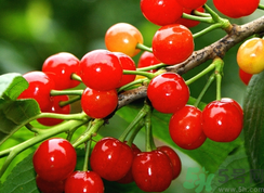 櫻桃可以和紅棗一起吃嗎?櫻桃和紅棗能一起吃嗎.png 櫻桃可以和紅棗一起吃嗎?櫻桃和紅棗能一起吃嗎.png