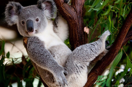 樹懶和考拉的區(qū)別是什么?樹懶和考拉是同一種動物嗎 樹懶和考拉的區(qū)別是什么?樹懶和考拉是同一種動物嗎