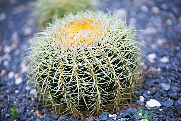 睡覺房間里放什么植物可以凈化空氣 睡覺房間里放什么植物可以凈化空氣