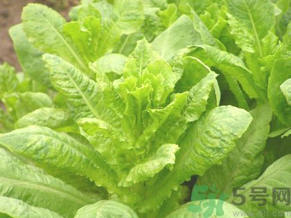 孕婦吃萵筍好嗎?孕婦吃萵筍對(duì)胎兒好嗎 孕婦吃萵筍好嗎?孕婦吃萵筍對(duì)胎兒好嗎