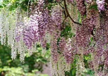 春天吃什么蔬菜好？春天吃蔬菜對(duì)身體有什么好？