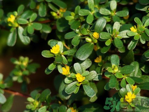 春天吃什么蔬菜好？春天吃蔬菜對(duì)身體有什么好？