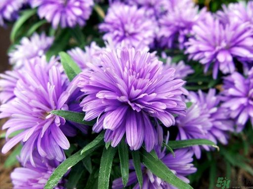 紫菀的功效和作用是什么？紫菀的用法用量是多少？