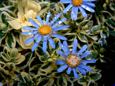 紫菀的功效和作用是什么？紫菀的用法用量是多少？