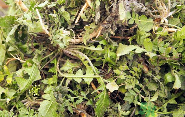 薺菜根能吃嗎？薺菜要去根吃嗎？