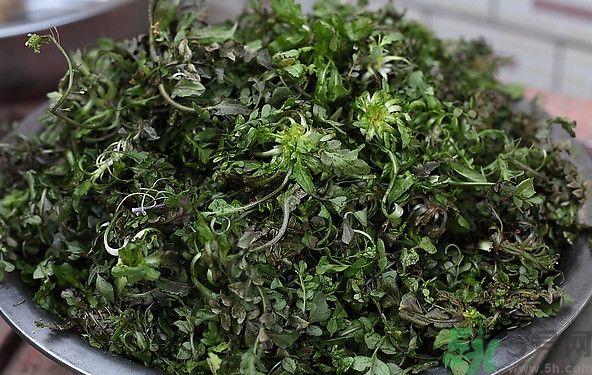 薺菜為什么是苦的？薺菜味道苦嗎？