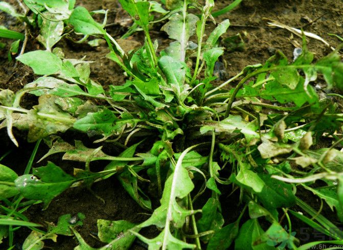 薺菜如何能保存時(shí)間長？剛挖回來的薺菜怎么保存？