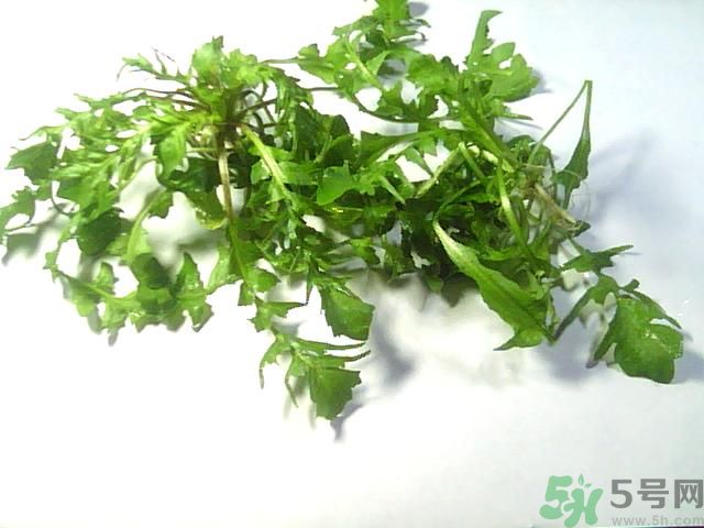 薺菜可以泡水喝嗎？薺菜泡水喝有什么好處？