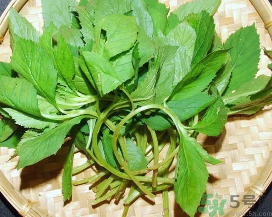 薺菜可以泡水喝嗎？薺菜泡水喝有什么好處？