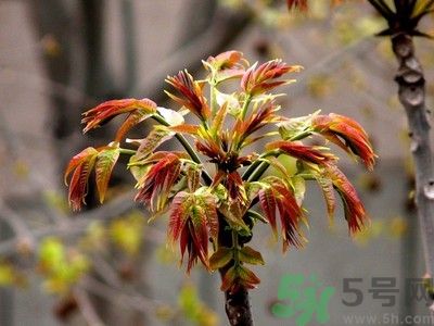 香椿好吃嗎？香椿可以做菜嗎？