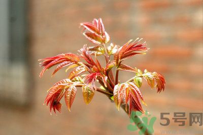 香椿好吃嗎？香椿可以做菜嗎？