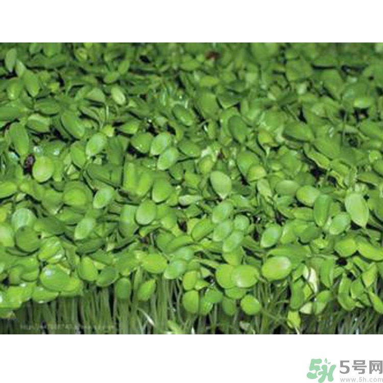 吃香椿要焯水嗎？吃香椿焯水還有營(yíng)養(yǎng)價(jià)值嗎？