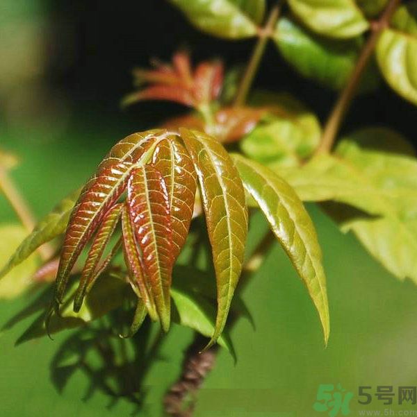 吃香椿要焯水嗎？吃香椿焯水還有營(yíng)養(yǎng)價(jià)值嗎？