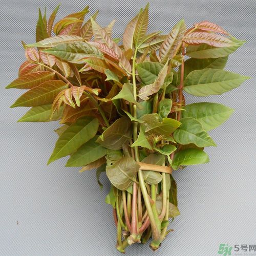 吃香椿要焯水嗎？吃香椿焯水還有營(yíng)養(yǎng)價(jià)值嗎？