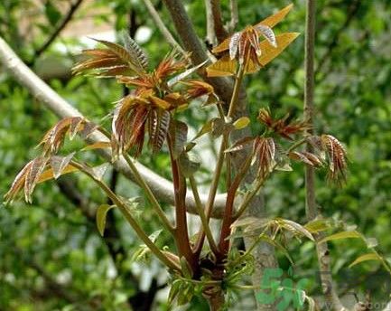 香椿怎么吃才安全？吃香椿的最佳時(shí)間是什么時(shí)候？