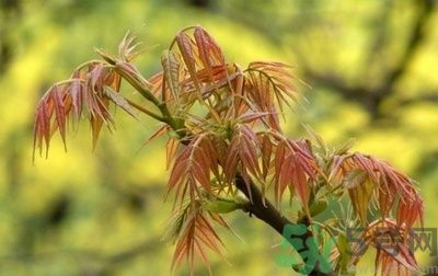 香椿怎么吃才安全？吃香椿的最佳時(shí)間是什么時(shí)候？