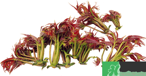 吃香椿有什么好處？香椿可以預(yù)防疾病嗎？