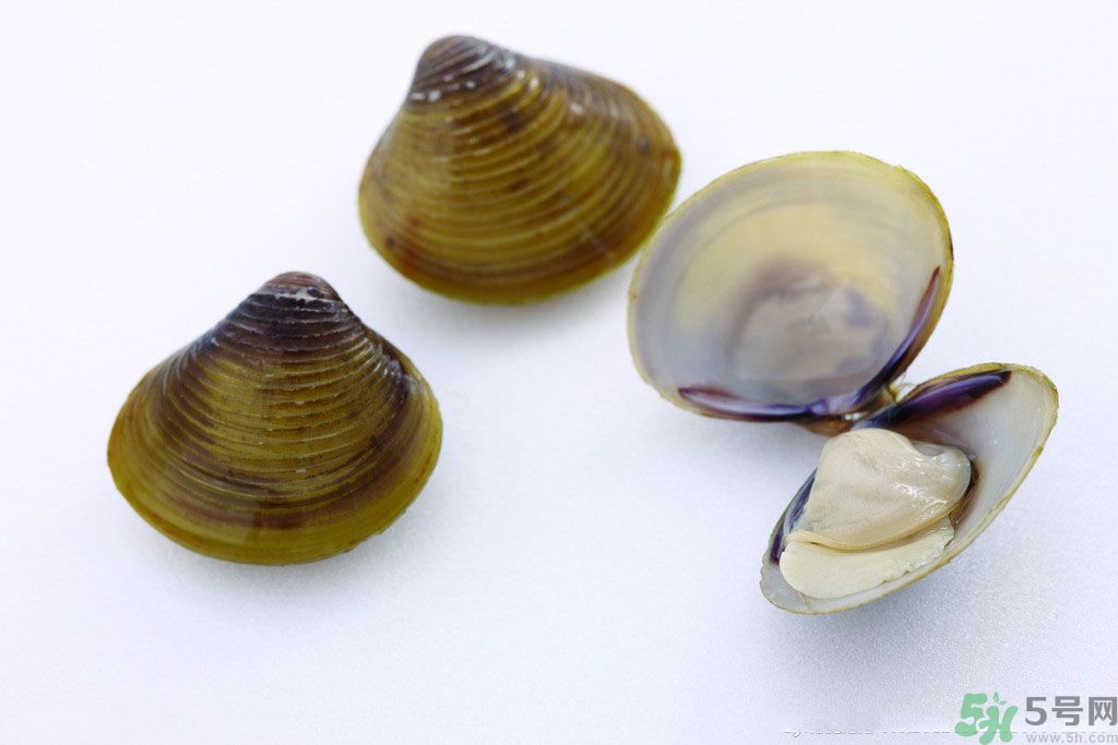 河蚌什么時候吃最好？吃河蚌有什么好處？