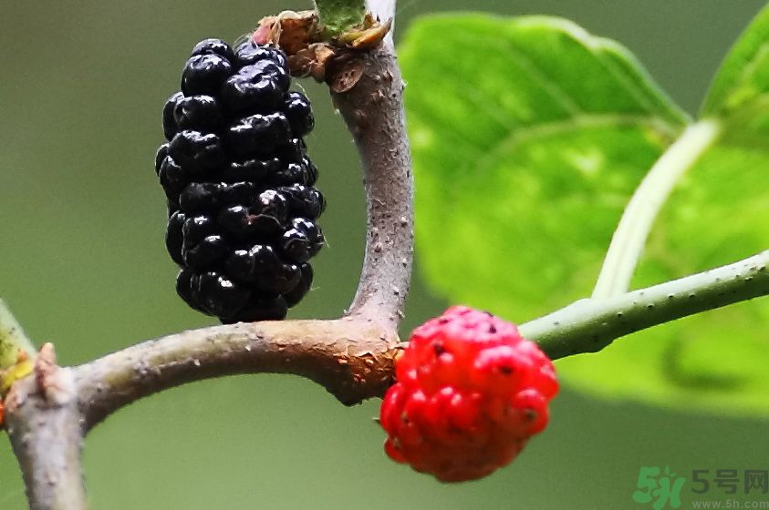 吃什么水果可以補(bǔ)血？補(bǔ)血的水果有哪些？