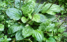 車前草能治痛風嗎？車前草對痛風的作用