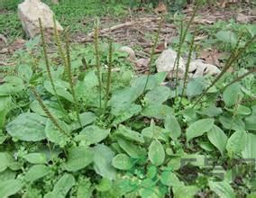 車前草能治痛風嗎？車前草對痛風的作用