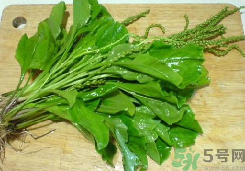 車前草能治痛風嗎？車前草對痛風的作用