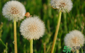 蒲公英花治雀斑怎么弄?蒲公英花治雀斑的方法png 蒲公英花治雀斑怎么弄?蒲公英花治雀斑的方法.png