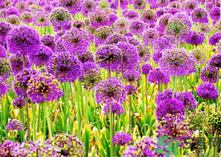 1459307642181418.png Image 002.png