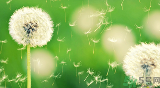 蒲公英可以做菜吃嗎?蒲公英和什么做菜好吃?.png 蒲公英可以做菜吃嗎?蒲公英和什么做菜好吃?.png