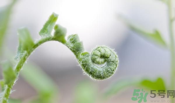 清明節(jié)可以吃甘蔗嗎？清明節(jié)不能吃哪些食物？