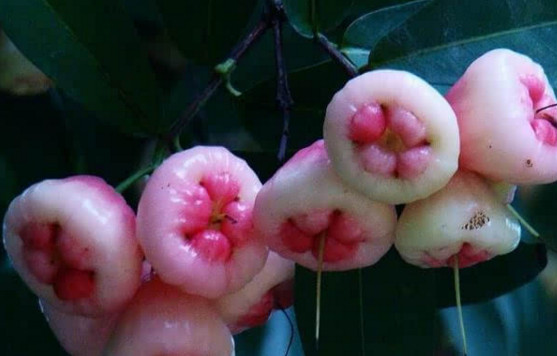 蓮霧皮能吃嗎？蓮霧要不要削皮？