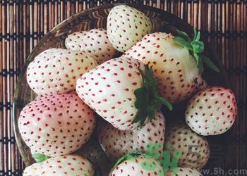 澳洲新型草莓已上市 澳洲新型草莓安全嗎？