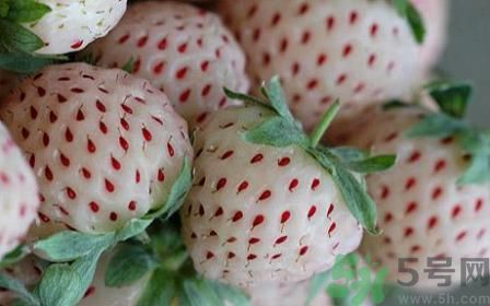 澳洲新型草莓已上市 澳洲新型草莓安全嗎？